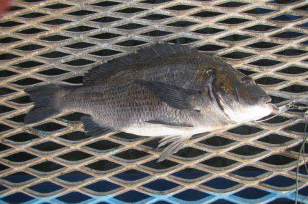 オリジナルメーカー海づり公園(市原市海づり施設) 釣果