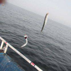 オリジナルメーカー海づり公園(市原市海づり施設) 釣果