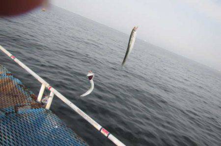 オリジナルメーカー海づり公園(市原市海づり施設) 釣果