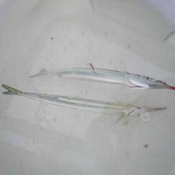 オリジナルメーカー海づり公園(市原市海づり施設) 釣果