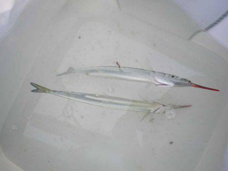 オリジナルメーカー海づり公園(市原市海づり施設) 釣果