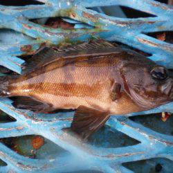 オリジナルメーカー海づり公園(市原市海づり施設) 釣果