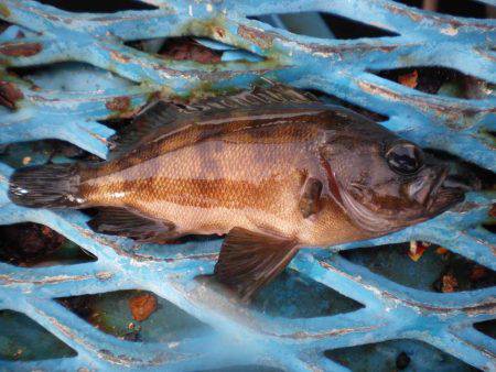 オリジナルメーカー海づり公園(市原市海づり施設) 釣果