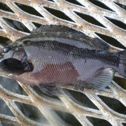 オリジナルメーカー海づり公園(市原市海づり施設) 釣果