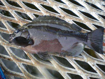 オリジナルメーカー海づり公園(市原市海づり施設) 釣果