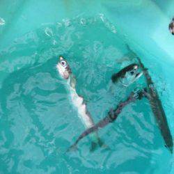 オリジナルメーカー海づり公園(市原市海づり施設) 釣果