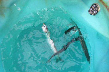 オリジナルメーカー海づり公園(市原市海づり施設) 釣果