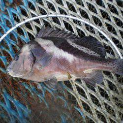 オリジナルメーカー海づり公園(市原市海づり施設) 釣果