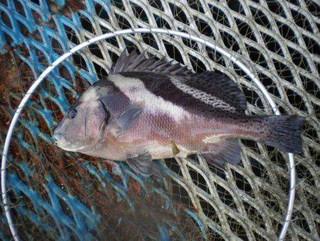 オリジナルメーカー海づり公園(市原市海づり…