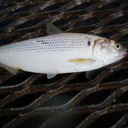 オリジナルメーカー海づり公園(市原市海づり施設) 釣果