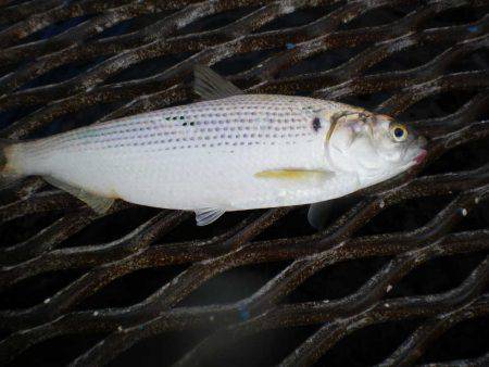 オリジナルメーカー海づり公園(市原市海づり施設) 釣果