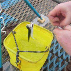 オリジナルメーカー海づり公園(市原市海づり施設) 釣果