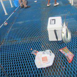 オリジナルメーカー海づり公園(市原市海づり施設) 釣果