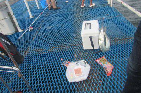 オリジナルメーカー海づり公園(市原市海づり施設) 釣果