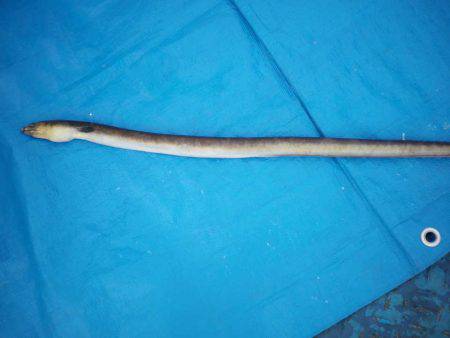 オリジナルメーカー海づり公園(市原市海づり施設) 釣果