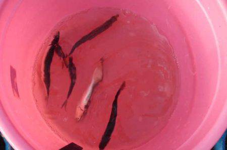 オリジナルメーカー海づり公園(市原市海づり施設) 釣果