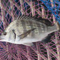 オリジナルメーカー海づり公園(市原市海づり施設) 釣果