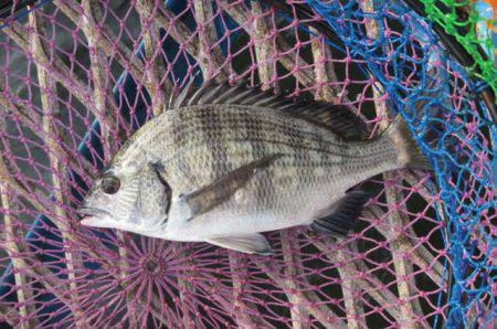 オリジナルメーカー海づり公園(市原市海づり…