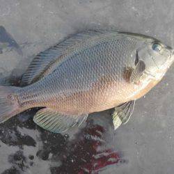 オリジナルメーカー海づり公園(市原市海づり施設) 釣果