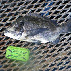 オリジナルメーカー海づり公園(市原市海づり施設) 釣果