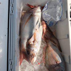 遊漁船高橋 釣果