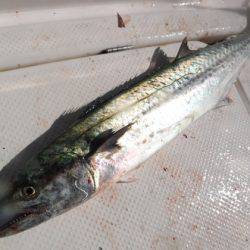 BlueNote Fishing Taxi 釣果