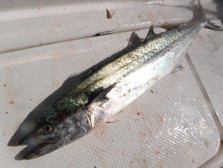 BlueNote Fishing Taxi 釣果