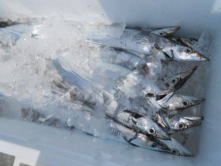 こうゆう丸 釣果