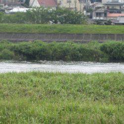 狩野川(狩野川漁業協同組合) 釣果