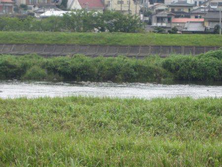 狩野川（狩野川漁業協同組合） 釣果