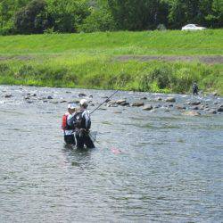 狩野川(狩野川漁業協同組合) 釣果