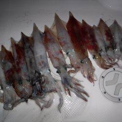 BlueNote Fishing Taxi 釣果