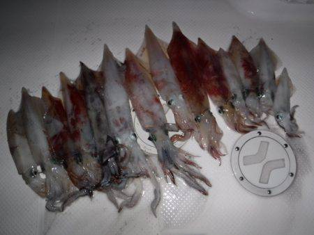 ＢｌｕｅＮｏｔｅ　Ｆｉｓｈｉｎｇ　Ｔａｘｉ…