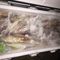 幸風（さちかぜ） 釣果