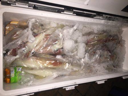 幸風（さちかぜ） 釣果