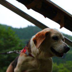 小菅トラウトガーデン 釣果