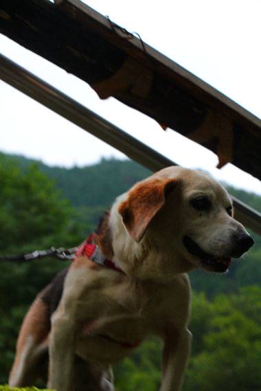 小菅トラウトガーデン 釣果