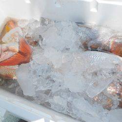 こうゆう丸 釣果