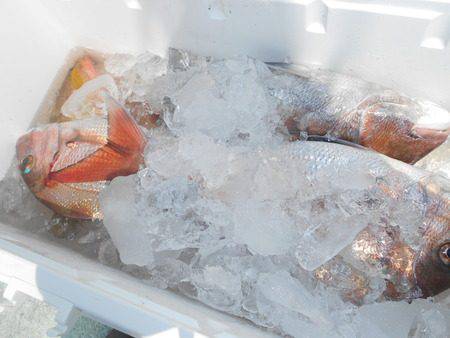 こうゆう丸 釣果