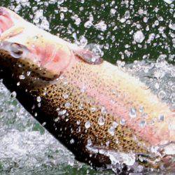 小菅トラウトガーデン 釣果