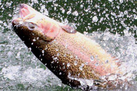 小菅トラウトガーデン 釣果