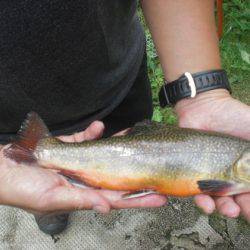 高萩ふれあいの里フィッシングエリア 釣果