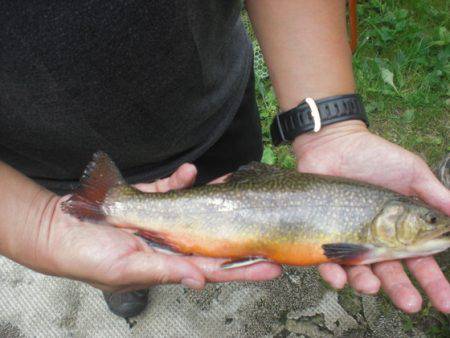 高萩ふれあいの里フィッシングエリア 釣果