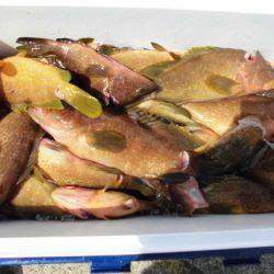 大進丸(新潟) 釣果