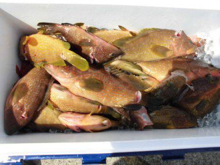 大進丸（新潟） 釣果