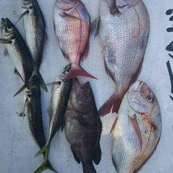 網屋丸 釣果
