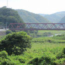 狩野川(狩野川漁業協同組合) 釣果