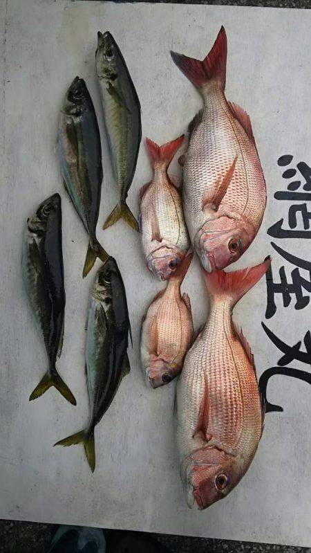 網屋丸 釣果
