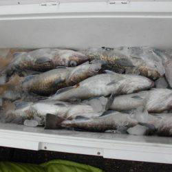 大進丸(新潟) 釣果