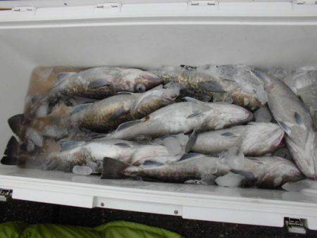 大進丸(新潟) 釣果